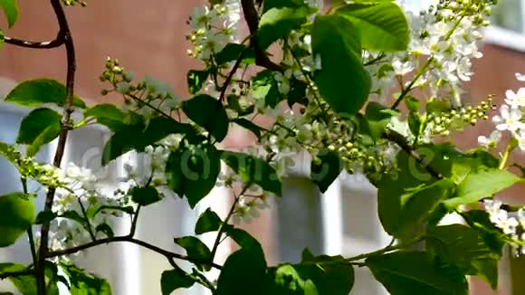 白色的花和叶子一个鸟樱桃鸟樱花丛在风中摇曳视频的预览图