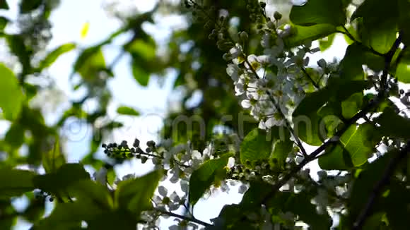 白花绿叶一鸟樱桃鸟樱花丛在风中摇曳视频的预览图