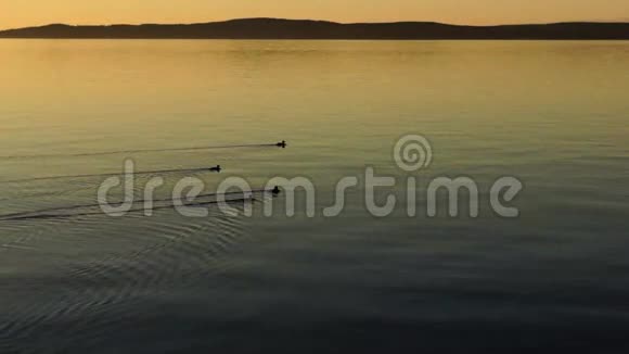 鸭子成群结队地在平静的夏日湖上视频的预览图