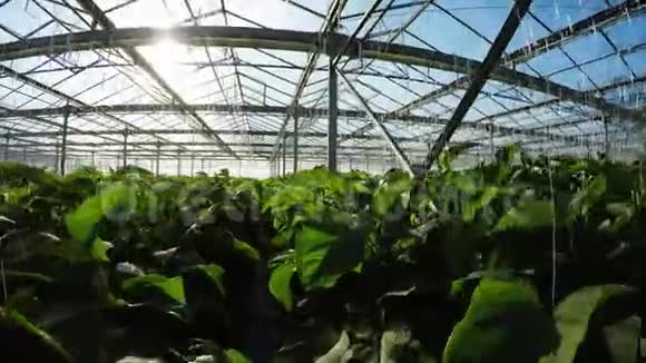 温室内的一排绿色植物视频的预览图