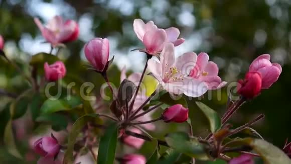 美丽的粉红色苹果树在花园里的风泉上开花静态摄像机视频的预览图
