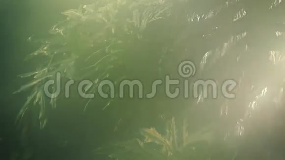 潮湿热带雨林中的瀑布深视频的预览图