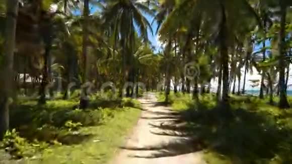 在靠近海滩的棕榈树之间行驶视频的预览图