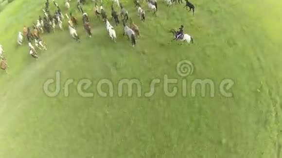 马在草地上奔驰夏日风景视频的预览图