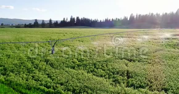 绿化作物灌溉4k视频的预览图