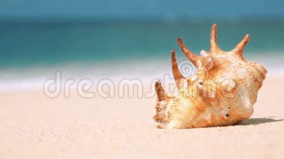 美丽的贝壳在白沙滩上被海浪冲刷关闭视频的预览图