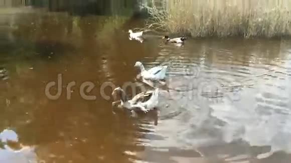 一群家禽鸭鹅漂浮在河上视频的预览图