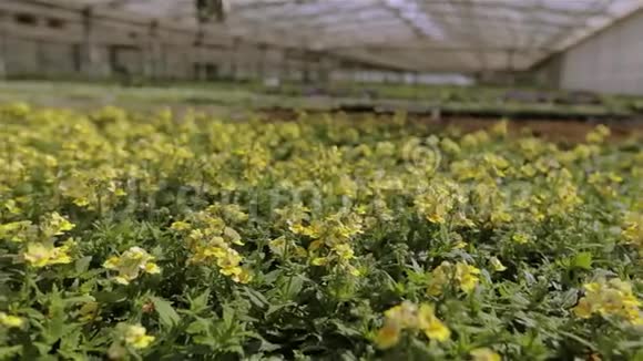 以工业规模种植花卉黄花绿色植物视频的预览图
