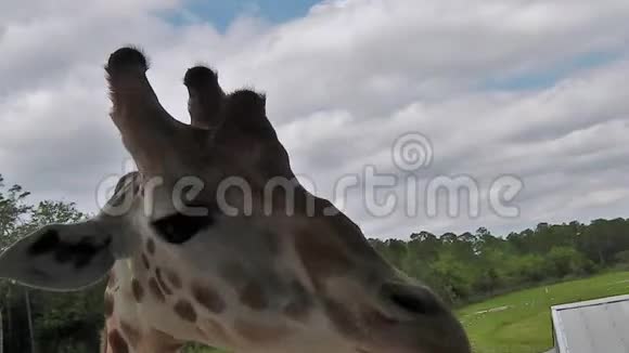 赛尔夫和长颈鹿视频的预览图
