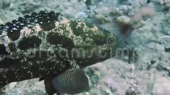 褐垃圾石斑鱼和热带暗礁视频的预览图