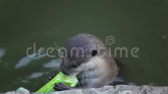 水獭在池塘里吃绿黄瓜视频的预览图