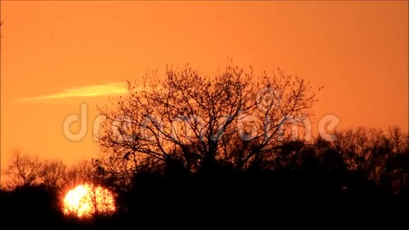 在大自然中树后日落视频的预览图