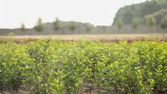 种植植物全景花园中心植物滴灌特写视频的预览图