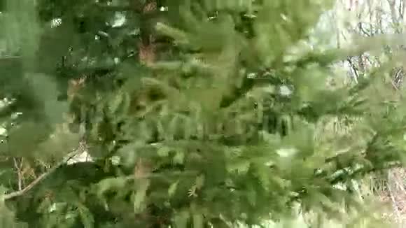 针叶树视频的预览图