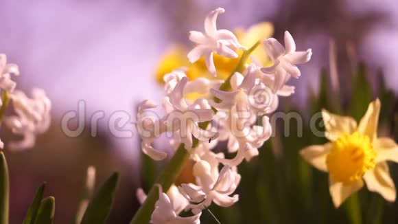 春天的白风信子风信子是一个小的球状开花植物属视频的预览图