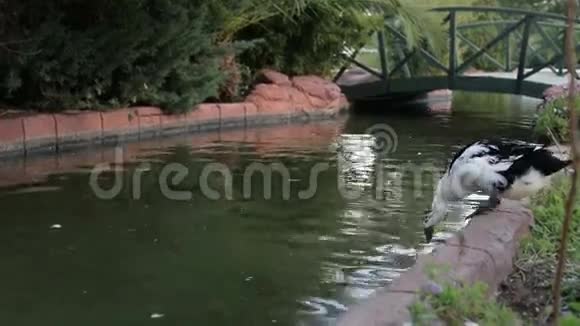 鸭子在公园的池塘里游泳野生动物一群美丽的鸟一群鸭子水鸟视频的预览图