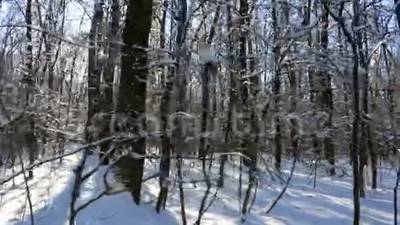 冬天的森林里有雪和阳光视频的预览图
