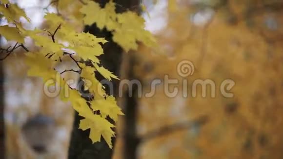 秋天公园树枝上的黄色枫叶在风中平静地挥手视频的预览图
