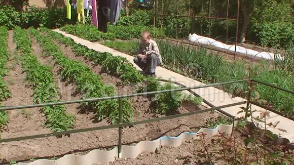 男孩在花园里倒土豆床视频的预览图