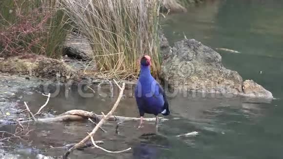 新西兰人普科沼泽鸟视频的预览图