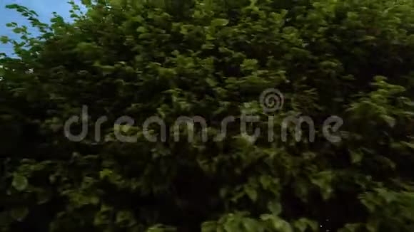 在特内里费广场树下散步视频的预览图