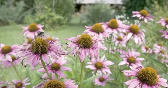 一只蜜蜂在每一朵锥花上转移视频的预览图
