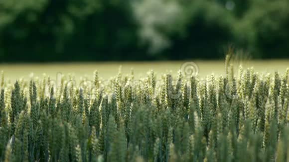 农村的小麦视频的预览图
