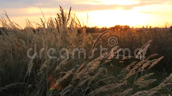 乡村景观日落时的草地夏天的日出视频的预览图
