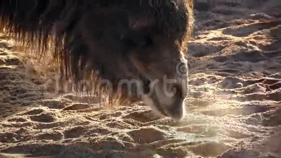 早晨在沙漠地面上嗅骆驼视频的预览图