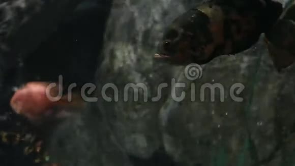 奥斯卡鱼天星视频的预览图