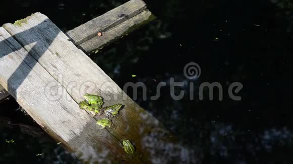 绿色池塘青蛙视频的预览图