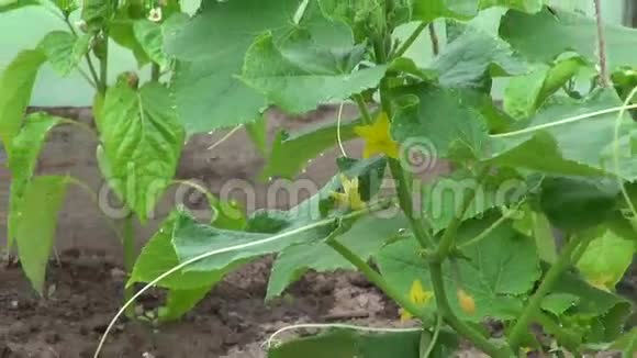 塑料温室中的黄瓜和辣椒植物视频的预览图