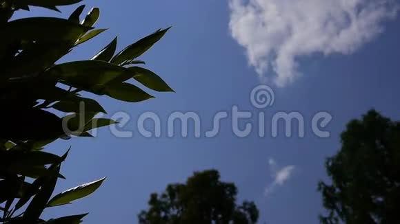 在阳光明媚的一天从地面到蓝天周围有植物和树木视频的预览图