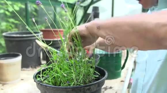 温室人工修剪薰衣草植物的关闭视频的预览图