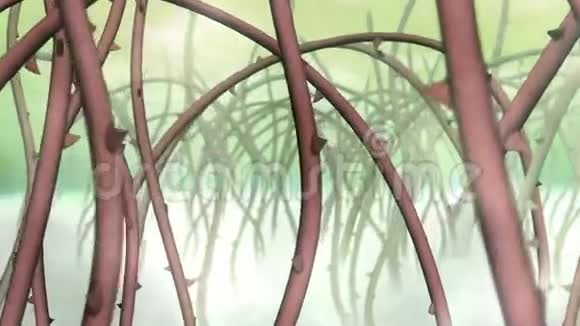 荆棘植物沼泽视频的预览图
