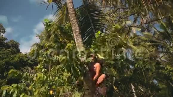巴厘岛人爬上棕榈树的顶端视频的预览图