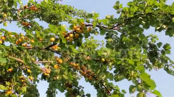 成熟杏的收获视频的预览图