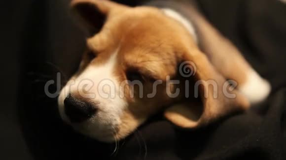 一只可爱的睡犬小狗视频的预览图
