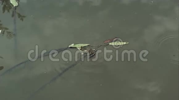 阳光明媚的一天青蛙在绿色的池塘里游泳视频的预览图