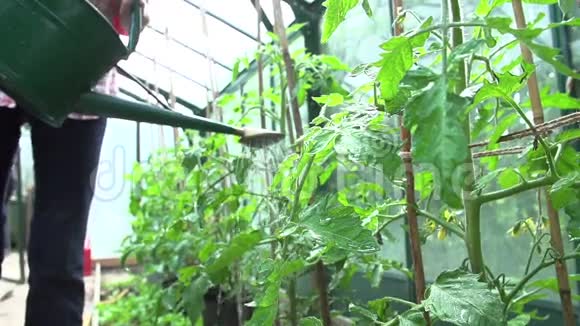 温室水番茄的慢运动序列视频的预览图