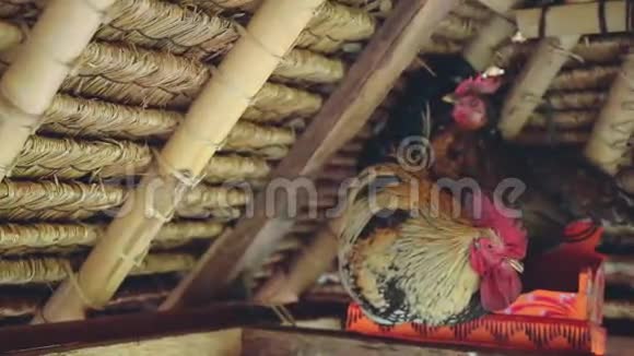 公鸡和母鸡坐在一个小祭坛上献祭巴厘岛视频的预览图