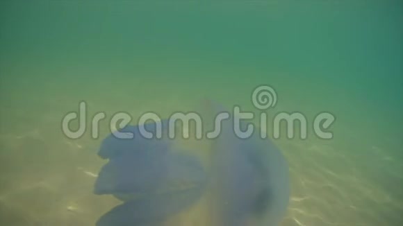 漂浮在黑海的水母视频的预览图