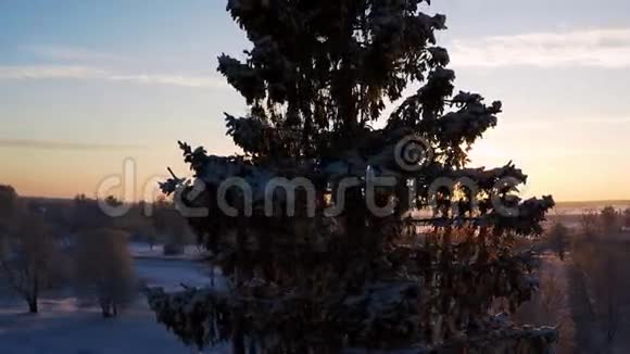 日落冬季景观围绕松树的摄像头视频的预览图
