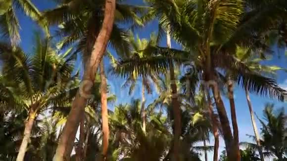 棕榈树在美丽的绿草上倾斜下来视频的预览图