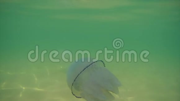 漂浮在黑海的水母视频的预览图