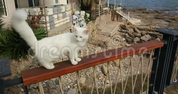 地中海海滩上的猫视频的预览图