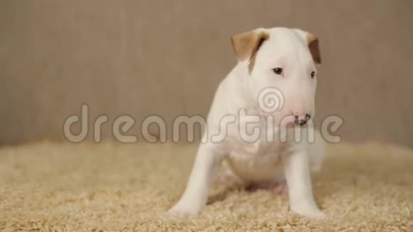 一只白狗狗视频的预览图