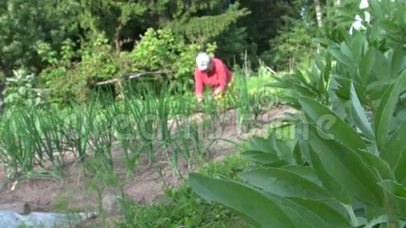 豆科植物的叶子和园丁的老妇人在花园里除草视频的预览图