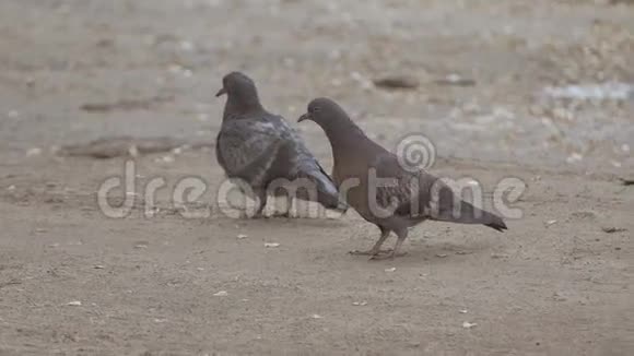 两只鸽子看着镜头慢动作视频视频的预览图