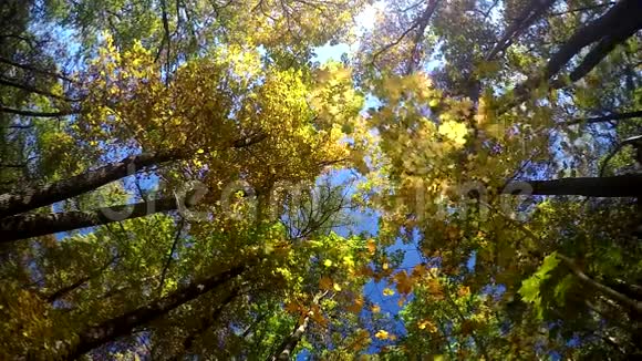 秋天从一棵树上飘落的叶子慢慢地视频的预览图